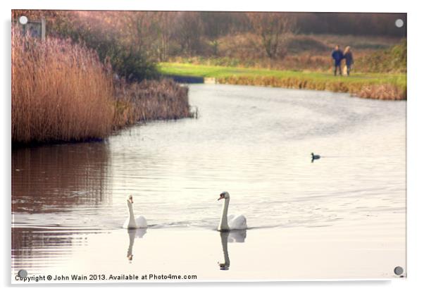 Bonded Swans on the Canal Acrylic by John Wain
