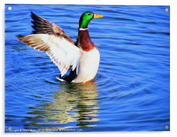 Duck on the Lake  Acrylic by John Wain
