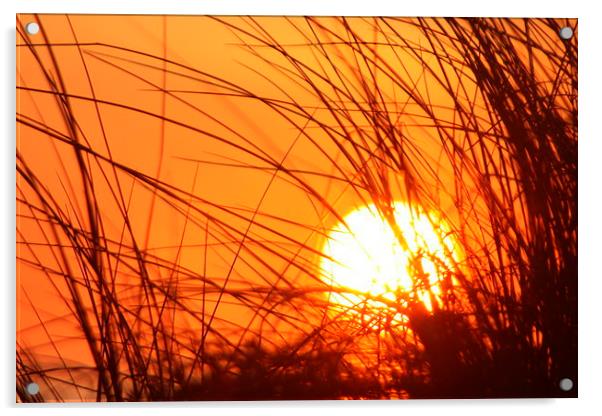 Sunset Through the Grass Acrylic by John Wain