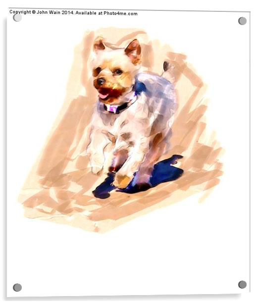  Yorkshire terrier Acrylic by John Wain