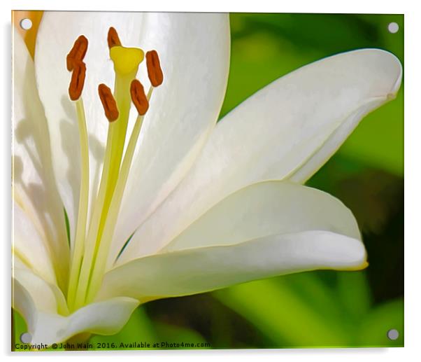 White Lily (Digital Art) Acrylic by John Wain