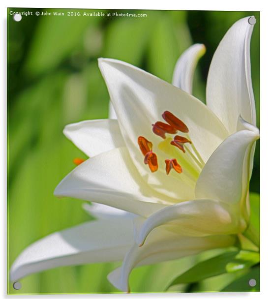 White Lily (Digital Art) Acrylic by John Wain