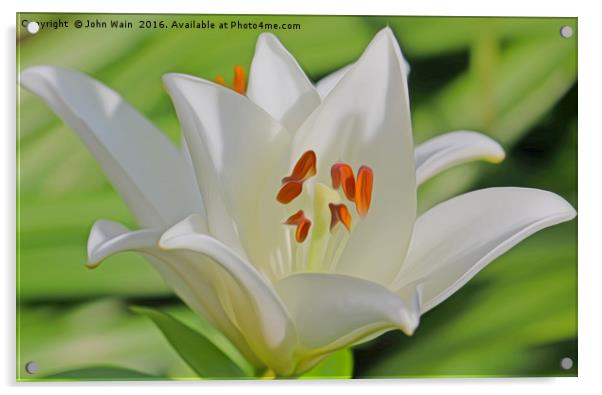 White Lily (Digital Art) Acrylic by John Wain