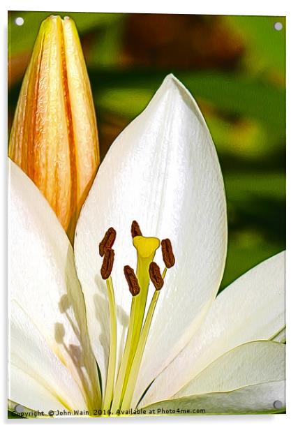 White Lily and Bud (Digital Art) Acrylic by John Wain