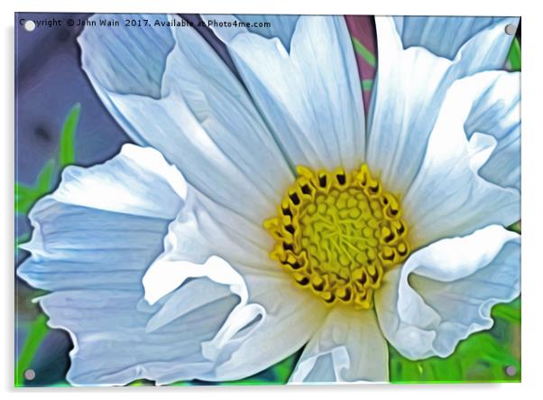 Cosmos Hummingbird white (Digital Art) Acrylic by John Wain