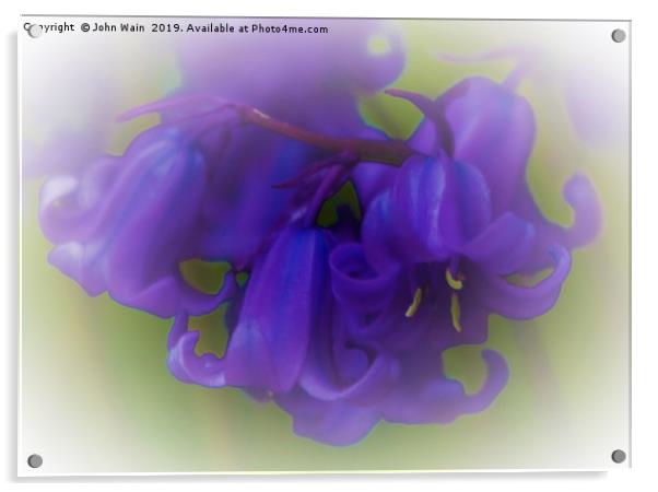 Bluebells (Digital Art) Acrylic by John Wain