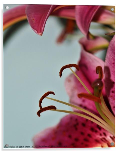 Oriental Lily (Digital Art) Acrylic by John Wain