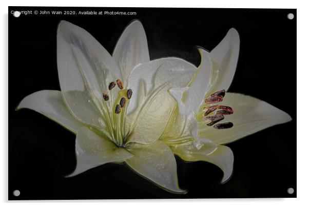 White Lilies (Digital Art)  Acrylic by John Wain