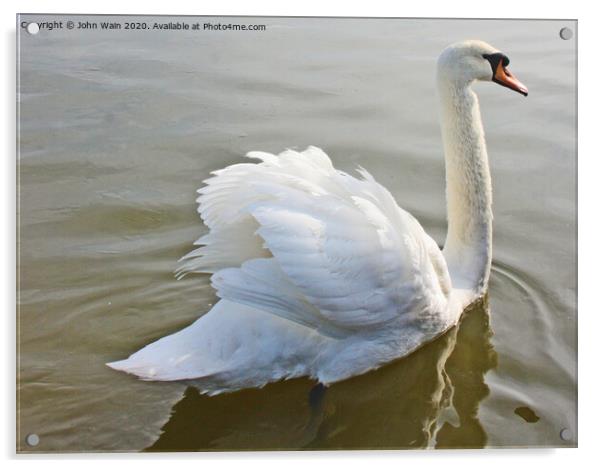 Swan Swimming Acrylic by John Wain