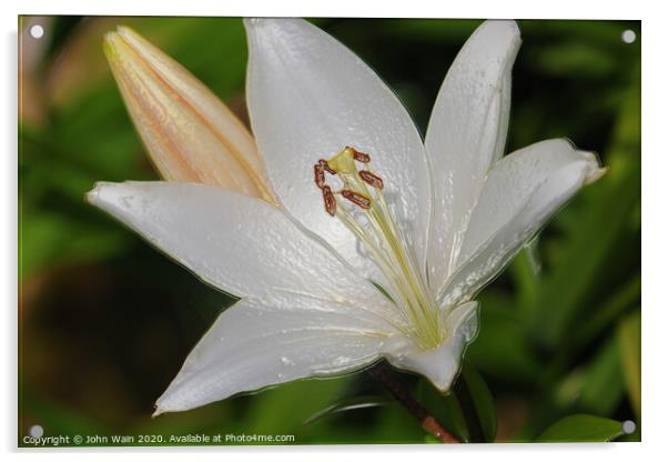 White Lily (Digital Art)  Acrylic by John Wain