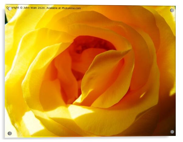 Yellow Rose Acrylic by John Wain