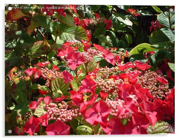 bougainvillea Acrylic by John Wain