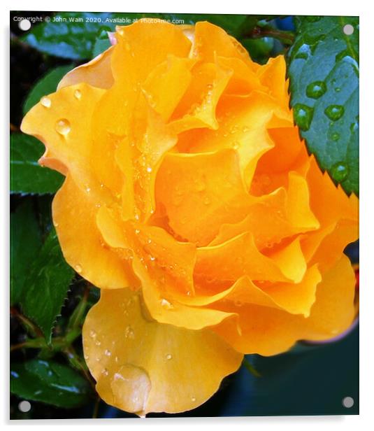 Lovely Yellow Rose with a little Rain Digital Art Acrylic by John Wain