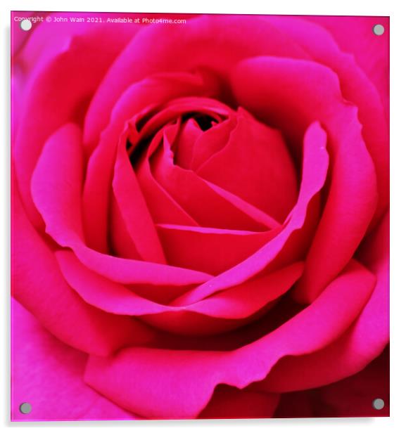 Pink Rose (Digital Art) Acrylic by John Wain