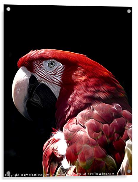 Parrot Acrylic by jim scotland fine art