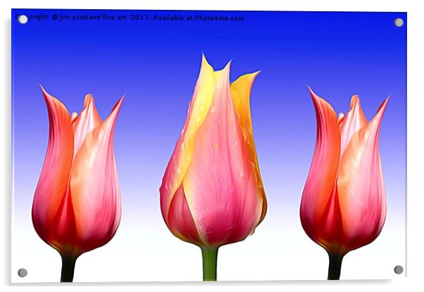 Trio of Tulips Acrylic by jim scotland fine art