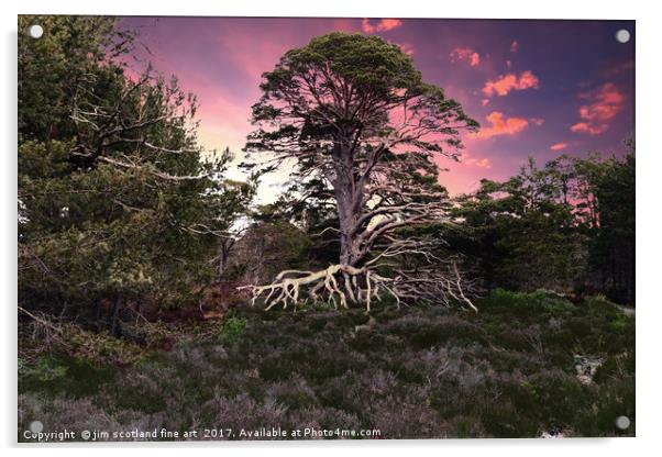 The Tree Acrylic by jim scotland fine art