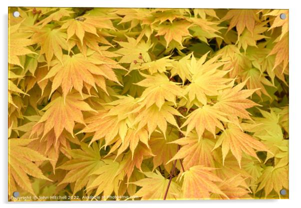 Yellow Japanese Maple leaves Acrylic by John Mitchell