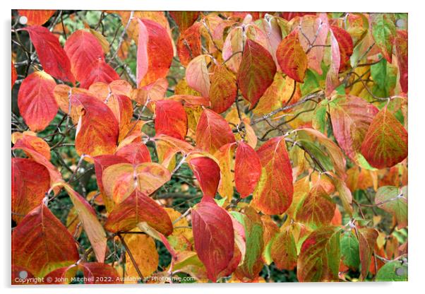 Autumn Dogwood Leaves Acrylic by John Mitchell