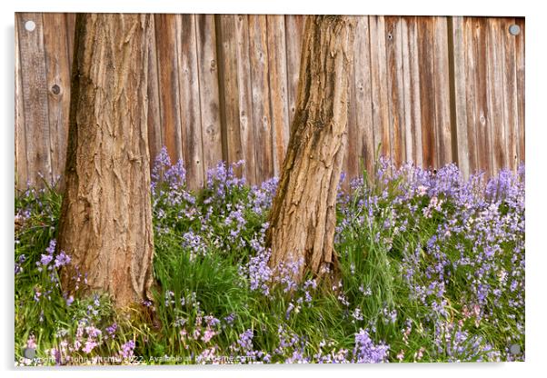 Two Trees and Bluebells Acrylic by John Mitchell