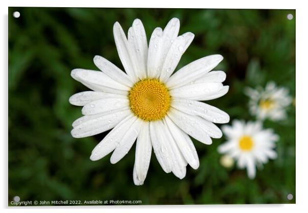 White and Yellow Oxeye Daisy with Dew Drops Acrylic by John Mitchell