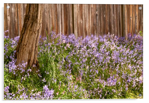 Bluebells blooming in Spring Acrylic by John Mitchell