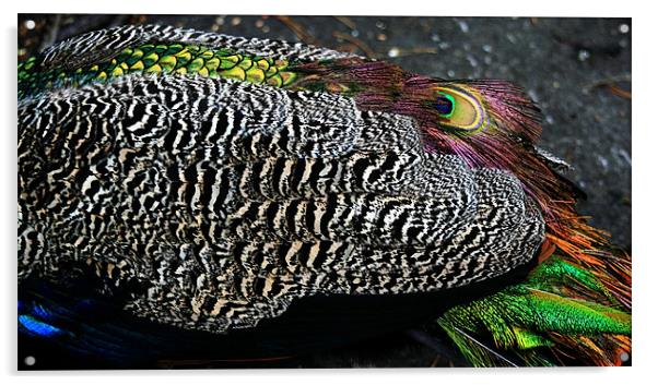 Peacock Feathers Acrylic by Ruth Hallam