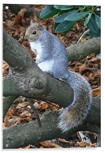 Squirrel on a tree Acrylic by Ruth Hallam