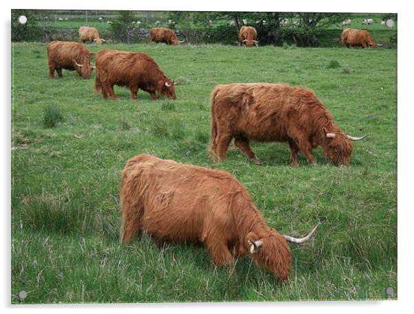 highland cattle Acrylic by Ruth Hallam