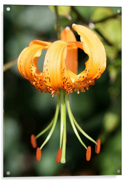 Orange Flower Acrylic by Ruth Hallam