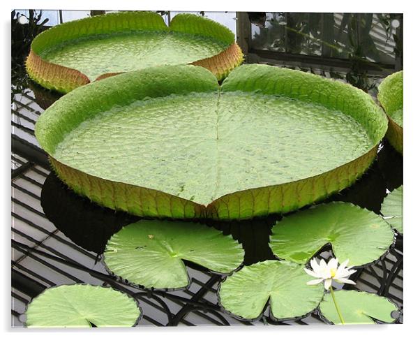 Giant lily pad Acrylic by Ruth Hallam