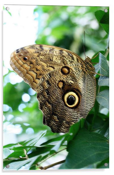 Owl Butterfly Acrylic by Ruth Hallam