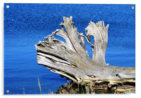 Driftwood Acrylic by Ruth Hallam