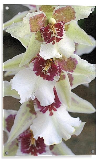 Oncidium orchid Acrylic by Ruth Hallam