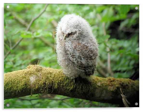 Baby tawny owl Acrylic by Ruth Hallam