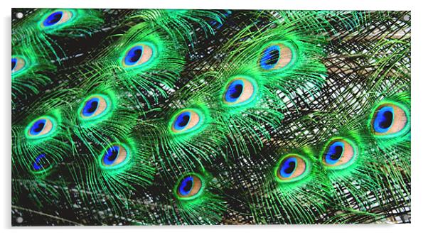 Peacock Feathers Acrylic by Ruth Hallam