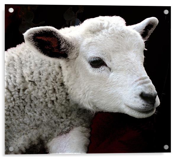 Sheep Acrylic by Ruth Hallam
