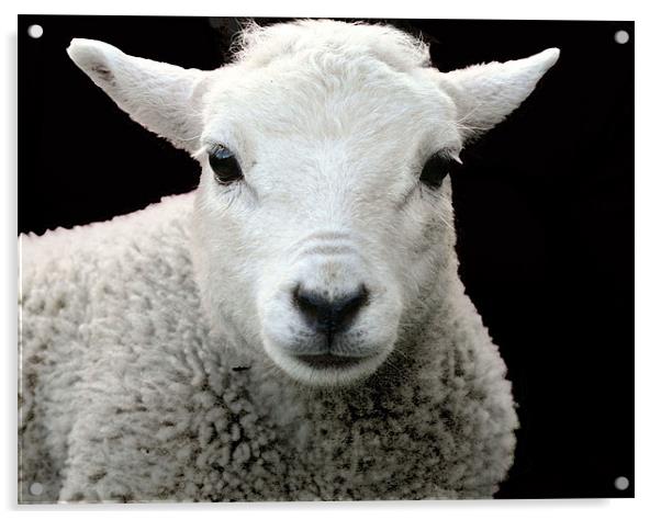 Sheep 2 Acrylic by Ruth Hallam