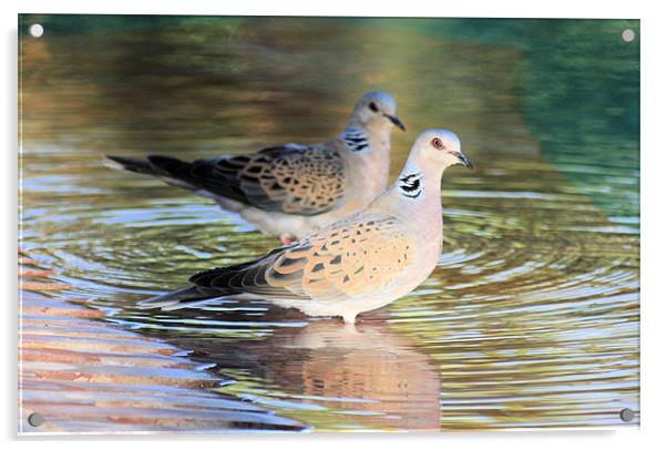 Pair of turtle doves 2 Acrylic by Ruth Hallam
