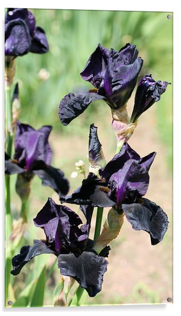 Black iris 2 Acrylic by Ruth Hallam