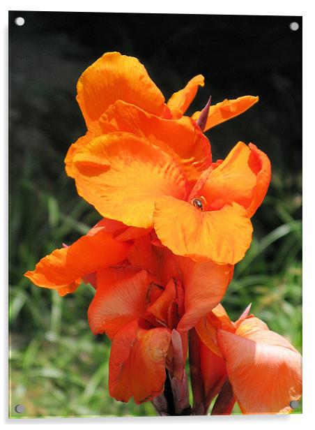 Orange iris Acrylic by Ruth Hallam