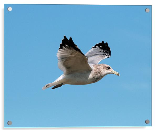 California Gull 5 Acrylic by Ruth Hallam