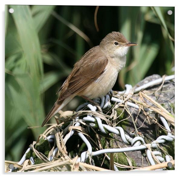 Reed Warbler 2 Acrylic by Ruth Hallam