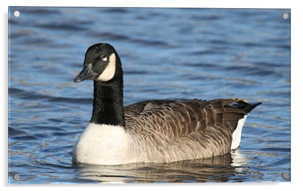 Canada Goose Acrylic by Ruth Hallam