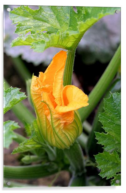 Courgette flower Acrylic by Ruth Hallam
