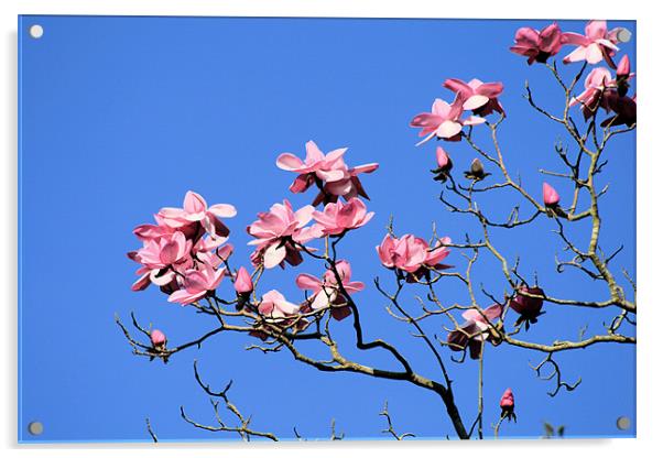 Magnolia Tree Acrylic by Ruth Hallam