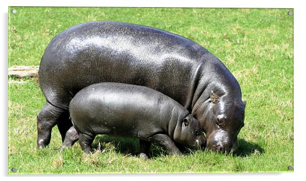 Pygmy Hippopotamus 6 Acrylic by Ruth Hallam
