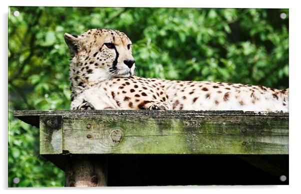 Cheetah 14 Acrylic by Ruth Hallam