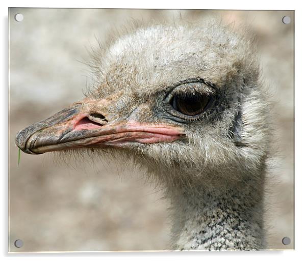 Ostrich head Acrylic by Ruth Hallam
