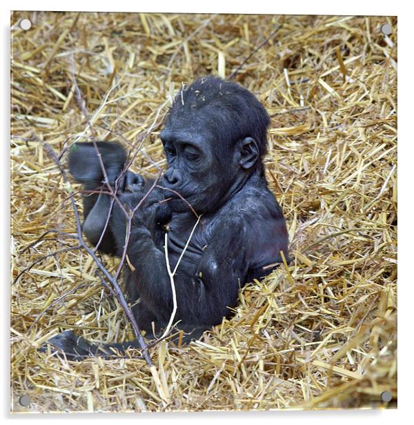 Baby Gorilla Acrylic by Ruth Hallam